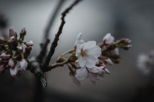 桜の写真